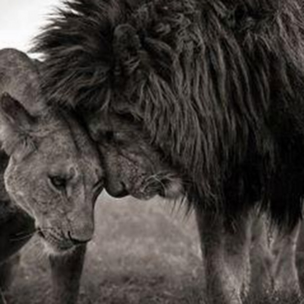 Meet your Posher, Kish